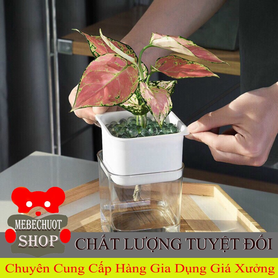 Chậu hoa mini để bàn thông minh tự hút nước cho cây