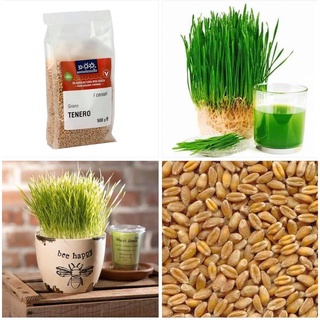 Hạt cỏ lúa mì hữu cơ Sottolestelle 500gr