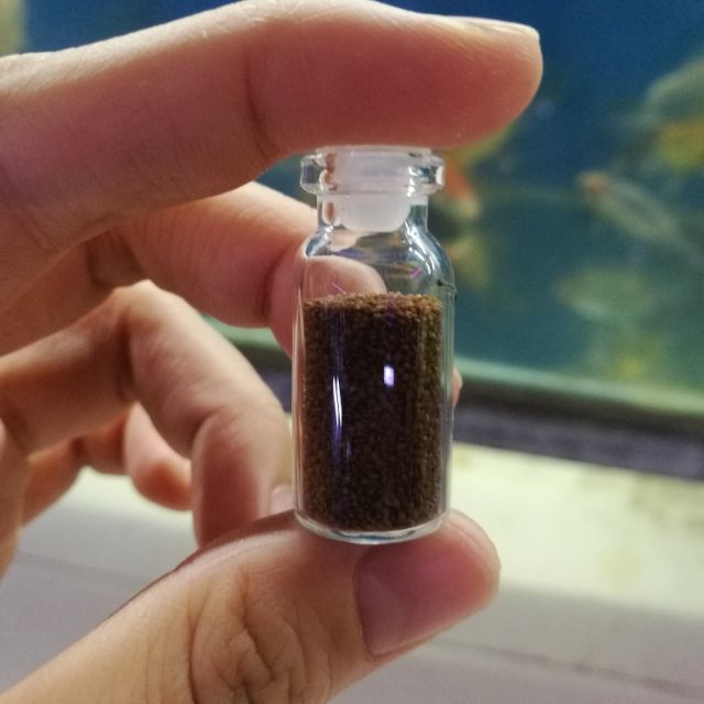 Hạt giống thủy sinh trân châu nhật