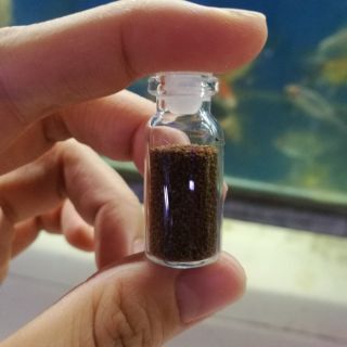 Hạt giống thủy sinh trân châu nhật