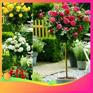 Gói 10 hạt giống hoa hồng tree thân gỗ uy tín chất lượng an tâm ươm mầm