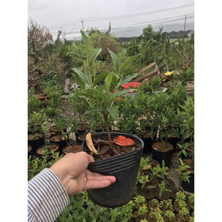 Cây giống hoa Mua Úc