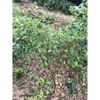 cây nhất chi mai(mai trắng) cao 60-70cm