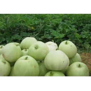 30h Hạt Giống Dưa Lê Siêu Ngọt (Cucumis melo)