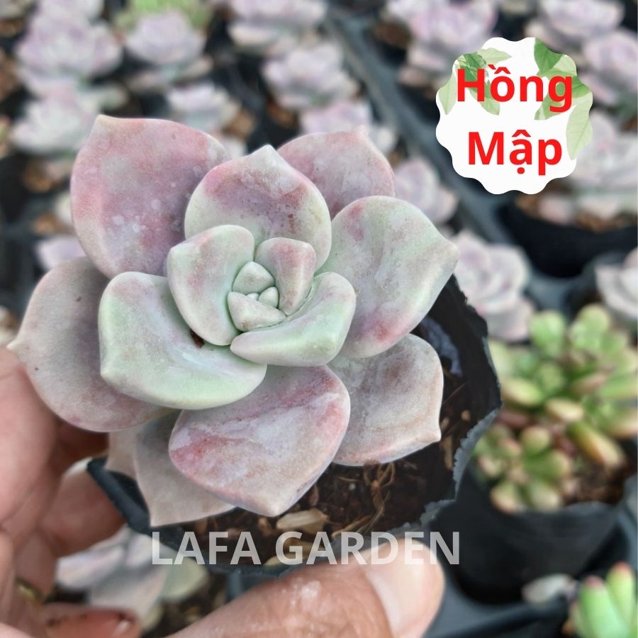 Sen đá Đà Lạt, COMBO nhiều cây giống sen đá đẹp từ LAFA GARDEN
