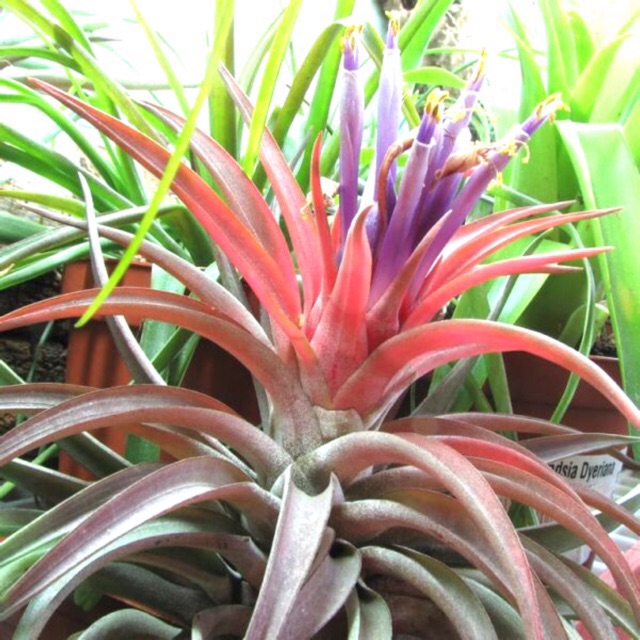 Cây không khí Tillandsia brachycaulos