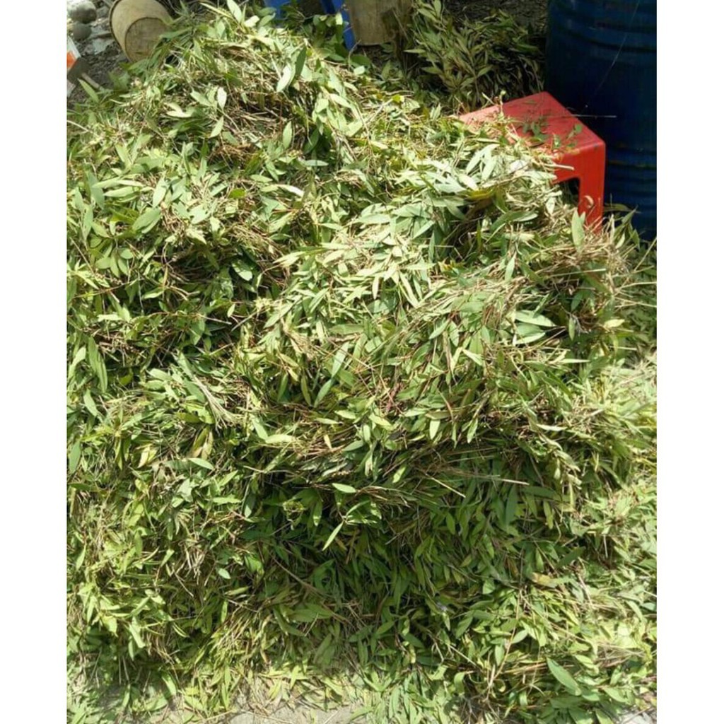 Tinh Dầu Tràm Cao Cấp Nguyên Chất 100% Hãng MỘC MÂY (Hàng Loại 1) - NK