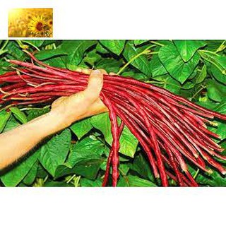 Hạt Giống Đậu Đũa Ngồi Đỏ (15Gr) - Dễ Trồng, Dinh Dưỡng, Năng Suất Cao - MUA 3 TẶNG 1 CÙNG LOẠI