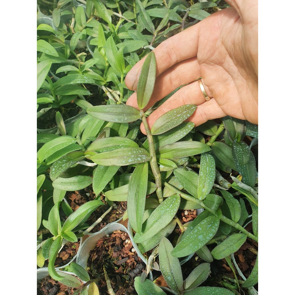 [Giá hủy diệt] phi điệp hồng gia lai gieo hạt hàng 10-15 cm khỏe đẹp