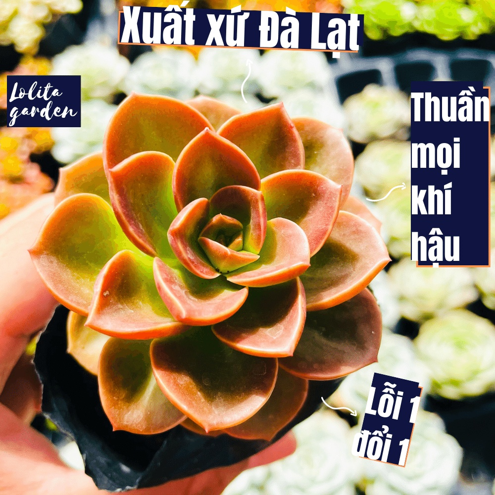 Sen đá nhật nguyệt Đà Lạt size bé cây cảnh trang trí nhà cửa Lolita garden