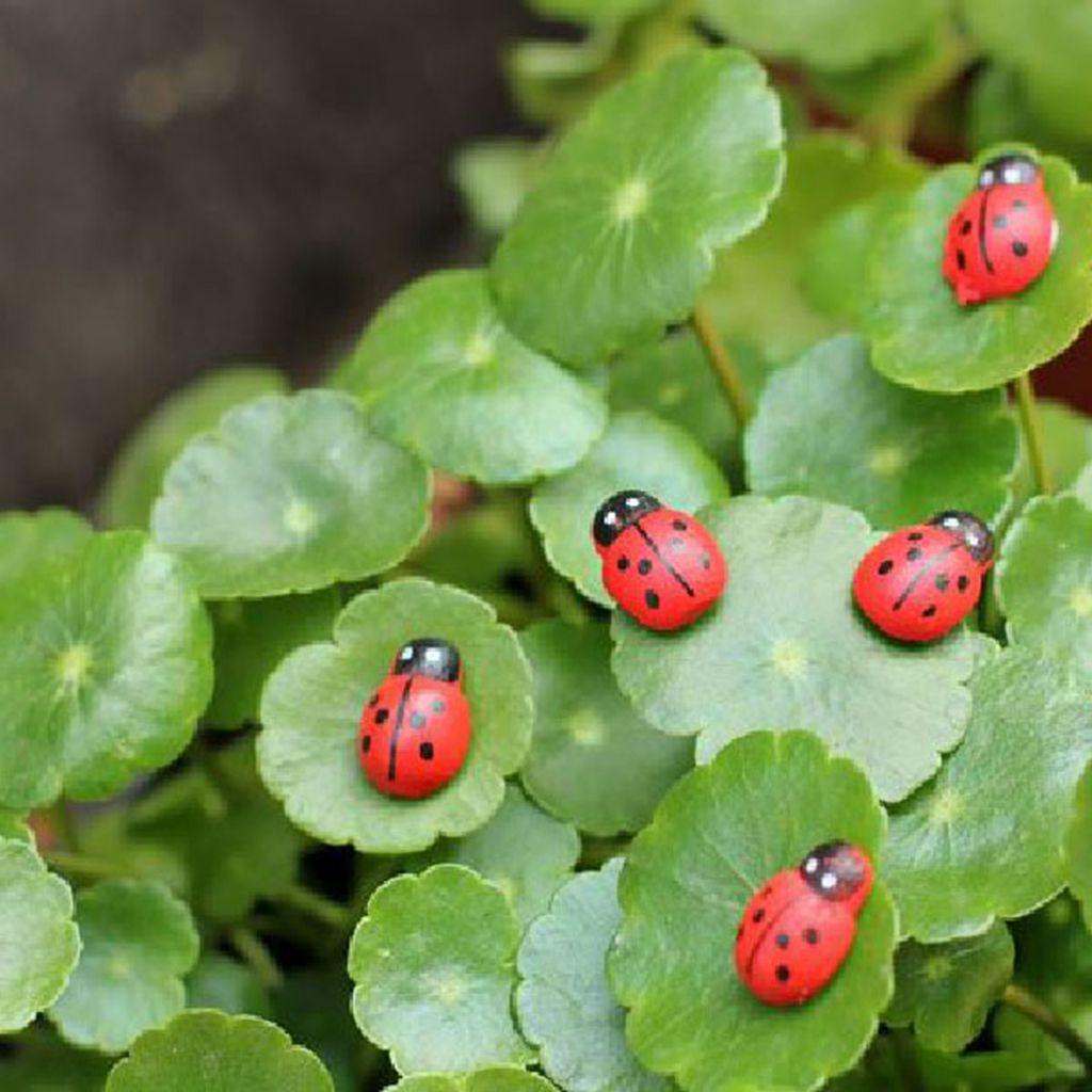 YIYU Mô Hình Bọ Rùa Mini Màu Đỏ Dễ Thương Dùng Để Trang Trí Bonsai 1