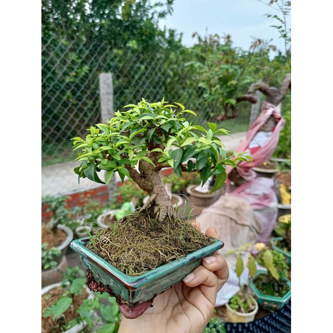 Chậu gốm sứ Bát Tràng men xanh ngọc bích HÀNG LOẠI 1 dùng cho bonsai mini, sen đá, cây trong nhà