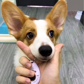 CLICKER,DỤNG CỤ HUẤN LUYỆN THÚ CƯNG