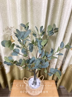 Cây Bạch đàn cao cấp