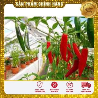 Hạt Giống Ớt Chỉ Địa Thái Lan - 30 hạt