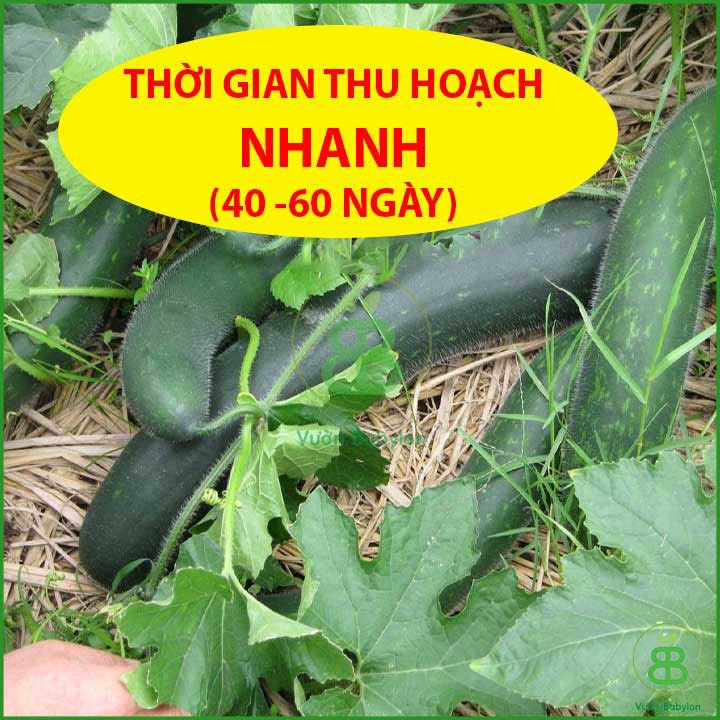 Hạt Giống Bí Sặt Xanh, Trái Dài 0,5Gr