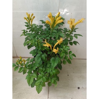 Cây hoa rạng đông/ cây chùm ớt