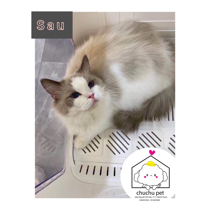 Lồng sấy máy sấy tự động thông minh cho chó mèo Pet Marvel Cao cấp-chuyên dụng cho spa thú cưng