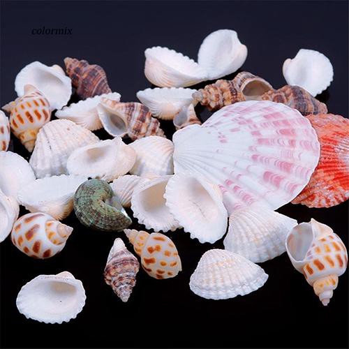 100G Vỏ sò các loại dùng trang trí bể cá độc đáo