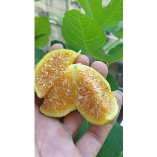 GIỐNG SUNG MỸ SIÊU DẺO NHIỀU MẬT