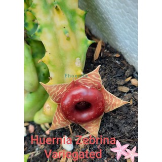 Sao biển Huernia Zebrina Variegated (sao biển lem)