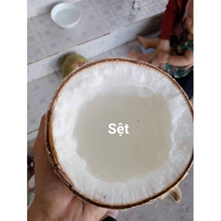 Dừa sáp đặc sản cầu kè