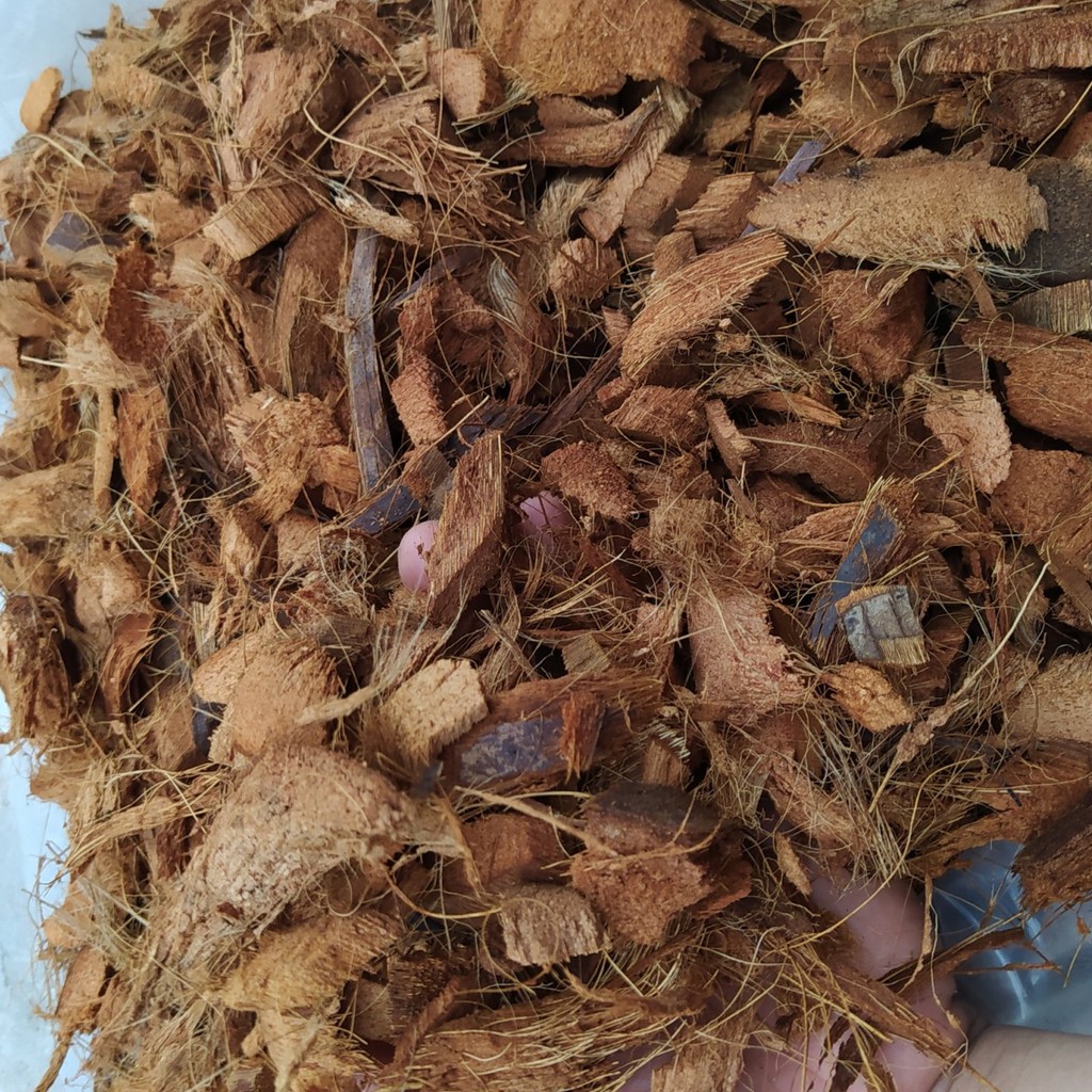 Giá Thể Xơ Dừa Trồng Lan, Cây Cảnh, Mụn Xơ dừa miếng xuất khẩu Nhật Bản, đã xử lý chát và vi sinh