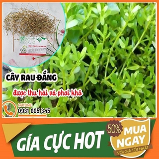 Combo 2Kg Cây Rau Đắng - Dạng Phơi Khô Đạt Chất Lượng