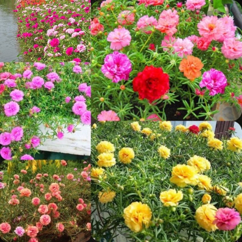 DEAL 1K Hạt giống hoa mười giờ mix màu TÚI ZIP 50 HẠT đẹp chịu nhiệt 4 mùa tỉ lệ nảy mầm cao RADO 10