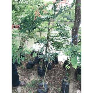 Cây Giống Gỗ Cẩm Lai