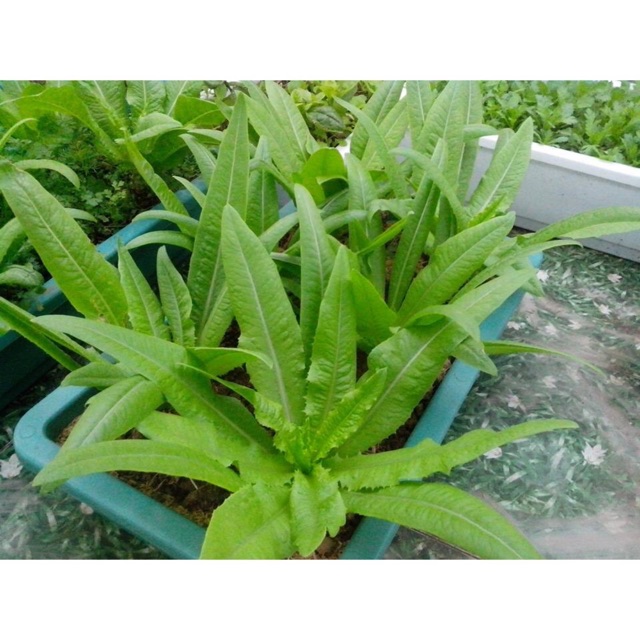 Hạt giống Rau diếp thơm