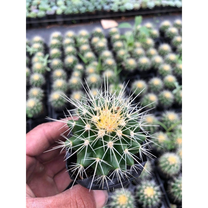 Xương rồng kim hổ