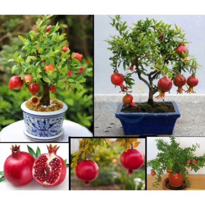 Hạt giống lựu lùn cao sản F1