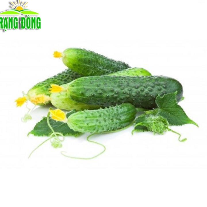 Hạt giống Dưa Leo Bao Tử - Hạt giống dưa chuột bao tử, trái sai, dùng để làm dưa muối  - Hạt giống Rạng Đông