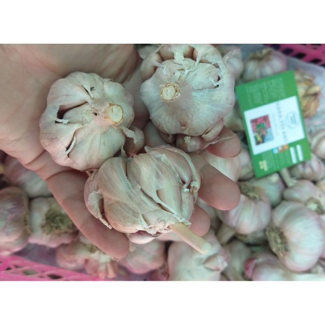 Tỏi Tía Ta 1kg | BigBuy360 - bigbuy360.vn