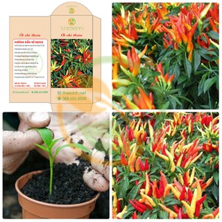 Bộ 2 gói hạt giống Ớt chỉ thiên - THEXANH