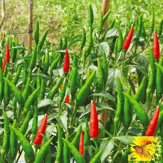 Hạt giống Ớt chỉ thiên F1