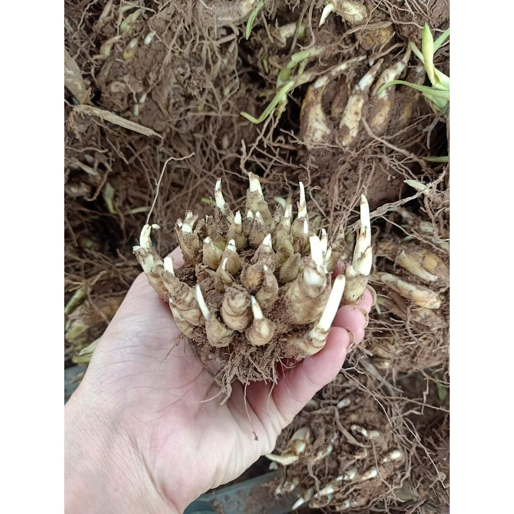 Combo 10 CỦ  HUỆ THƠM CÁNH KÉP mix đủ màu