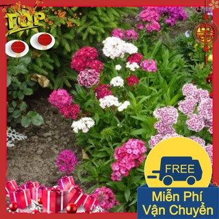 Combo 2 Gói Hạt Giống Hoa Cẩm Chướng Chùm Mix