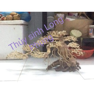 Lũa Bonsai hồ cá dáng Nghiên  N60cm,C30cm.