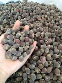 CÂY HOA SIM TÍM (Ảnh thực tế)