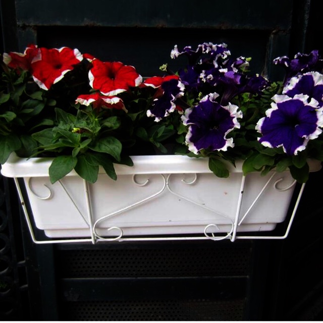 Combo 2 Bộ Chậu dài trồng rau màu trắng, trồng hoa kiểng (Chậu - khung - vĩ lót size 50x20)