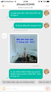 CỦ HOA MẪU ĐƠN (theo size) - 1 Củ