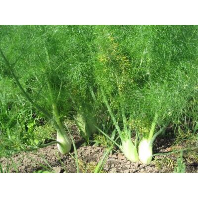 Hạt giống rau thì là, rau gia vị