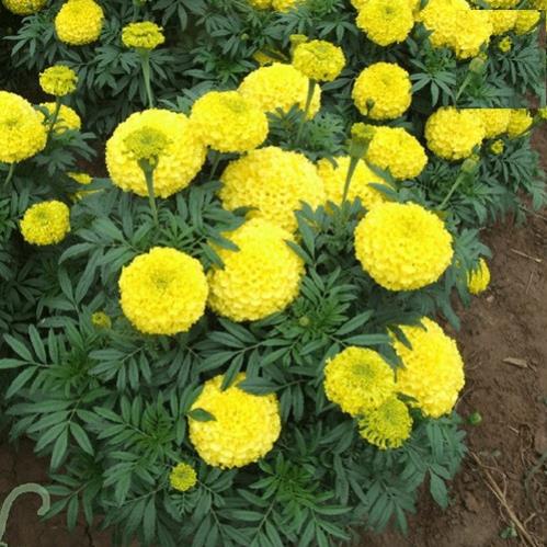 Hạt Giống Hoa Vạn Thọ F1 Cao lỡ Màu Vàng Chanh - Gói 20 Hạt