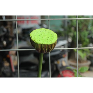 Hoa sen vải lụa bông lớn 22-25cm