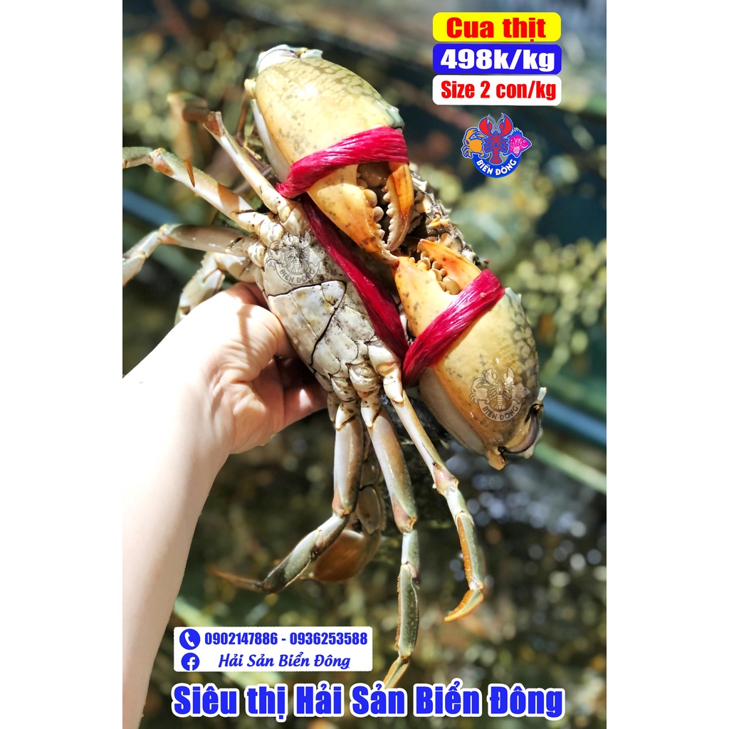 CUA THỊT CÀ MAU sống đang bơi loại 2 con/kg có hỗ trợ sơ chế, sản phẩm của Hải Sản Biển Đông ở Hà Nội