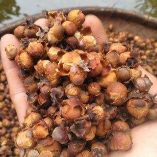 Hoa trà cổ thụ khô (500g)