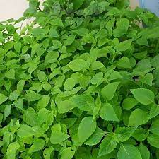Hạt giống rau kinh giới - Rau thơm (200 hạt)