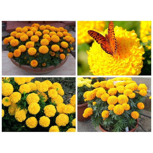 Gói 10 hạt giống hoa cúc vạn thọ vàng, tặng kích mầm